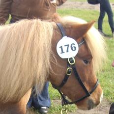 Miniature Hvedesegaards Molly