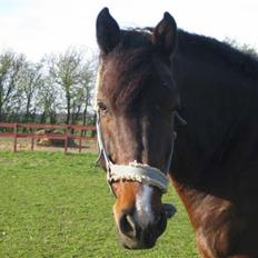 Holstener Carlos - Coriano