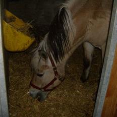Fjordhest vicky