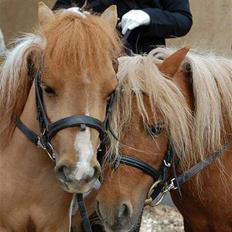 Dansk Miniature Egehøj`s Mr. Swing King