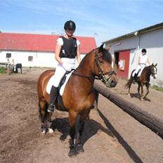 New Forest Texas (Solgt)