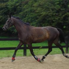 Dansk Varmblod Skovlunds Felicity