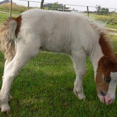 Dansk Miniature Egehøj`s Sir Romance