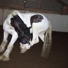 Tinker Tinkergårdens billyboy<3