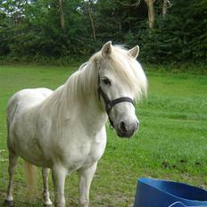 Anden særlig race Sasja R.I.P.