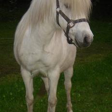 Anden særlig race Sasja R.I.P.