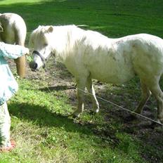 Anden særlig race Sasja R.I.P.