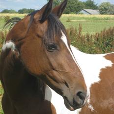 Pinto -Mustang Sally- *Part*