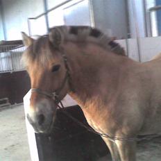 Fjordhest Silas (Gammel passer)