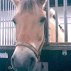 Fjordhest Silas (Gammel passer)
