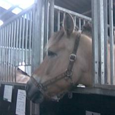 Fjordhest Silas (Gammel passer)