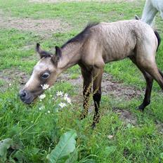 Connemara Sandgaardens Maggie