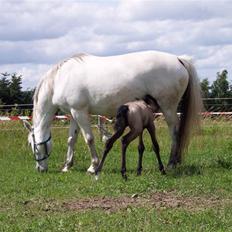 Connemara Sandgaardens Maggie