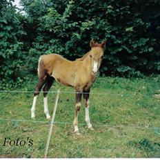 DSP Haahr's FlickaSOLGT/R.I.P