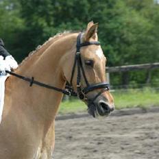 Anden særlig race * Madonna *  R.I.P <3 :'(