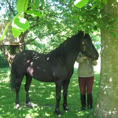 Anden særlig race Yasmin $ilke*solgt