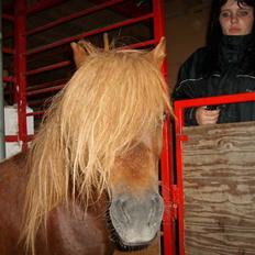 Shetlænder Victor *RIP ´07*