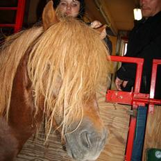 Shetlænder Victor *RIP ´07*