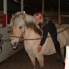 Fjordhest hjerter bellami