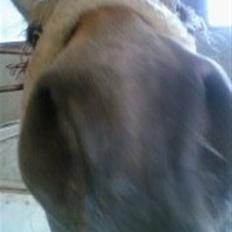 Fjordhest hjerter bellami