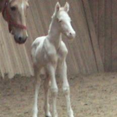 Palomino Lysgaards Sky Walker - Himmelhest :-(