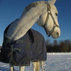 Welsh Pony (sec B) Bakkegaardens MufasaSOLGT