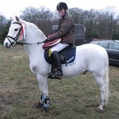 Welsh Pony (sec B) Bakkegaardens MufasaSOLGT