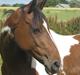 Pinto -Mustang Sally- *Part*