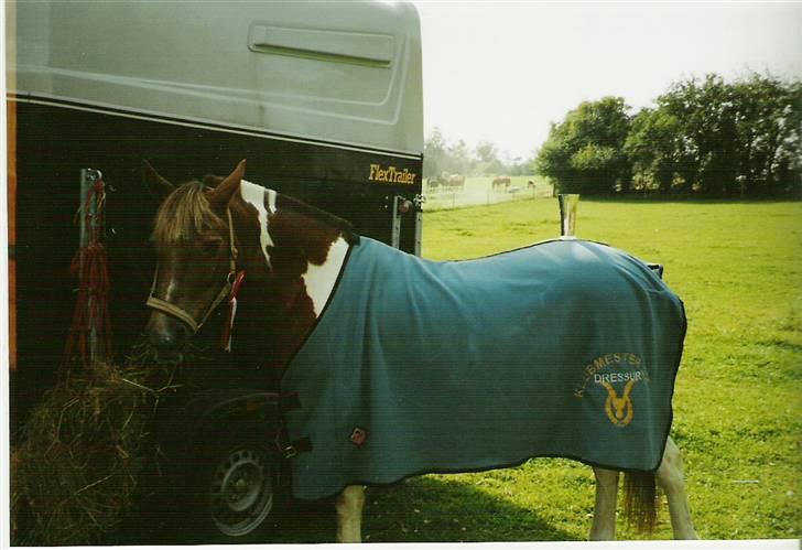 Pinto Bella, solgt - Bella. Efter vi var blevet klubmestre i Falken.. (Dressur).. 2005, mener jeg :) billede 8