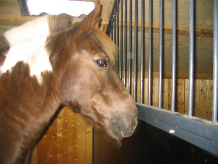 Pinto Bella, solgt - Bella i hendes boks. (da vi boede i Gilleleje) billede 9