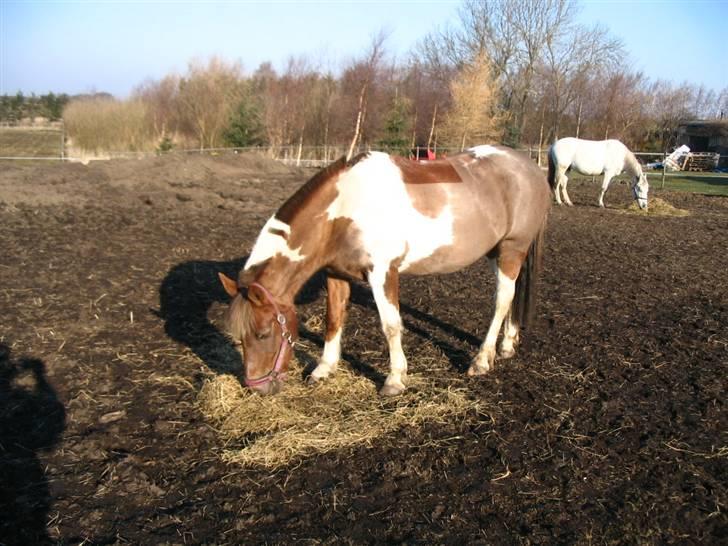 Pinto Bella, solgt - Bella på folden, i Gilleleje.. :) billede 10