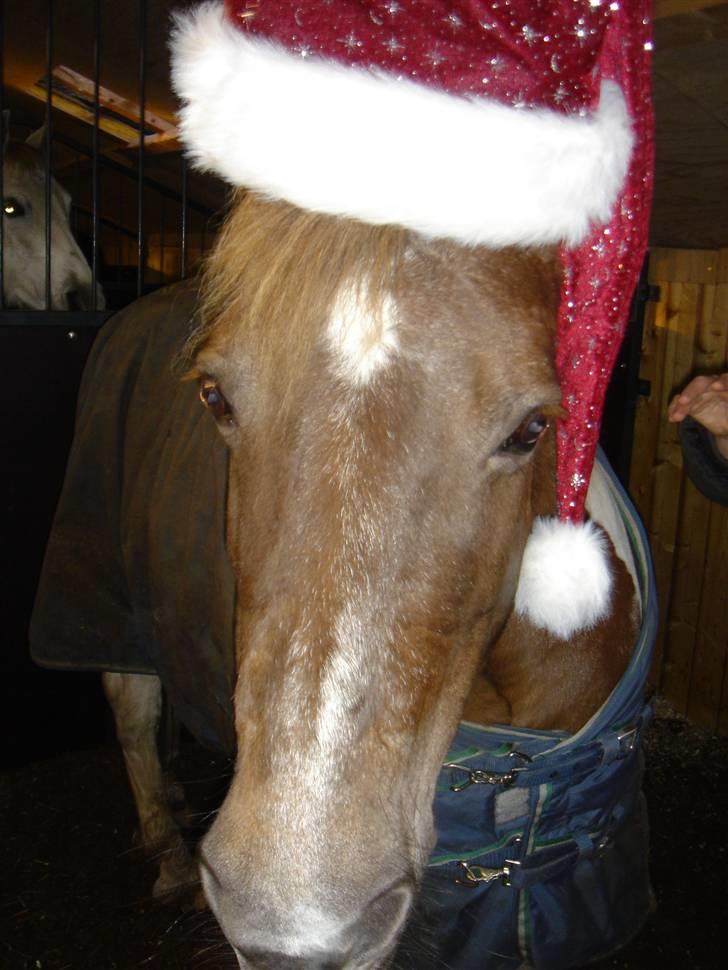 Pinto Bella, solgt - Bella-musen med nissehue på d: billede 11