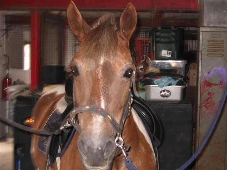 Pinto Bella, solgt - I stalden.. På Markebækgård.. Hos Fobian d: billede 12