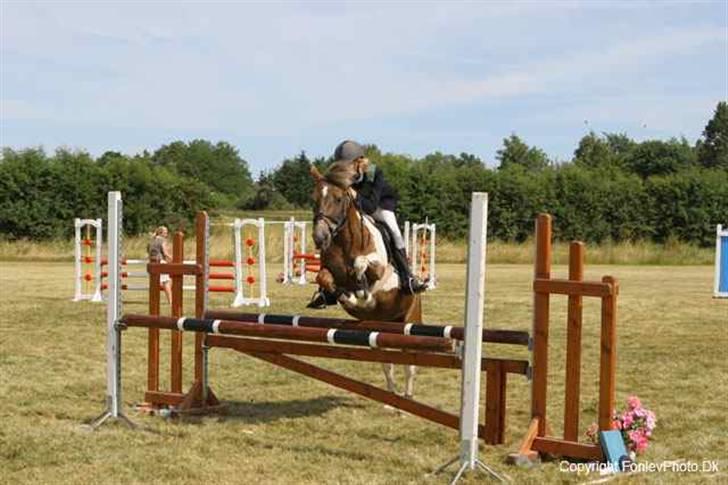 Pinto Bella, solgt - Distriktsmesterskab i SLR... Kan ikke lige huske hvilket år :s billede 13