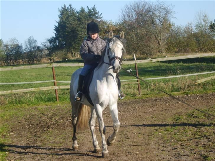 Pura Raza Española  Ribereno - lærke er 9 år,2007  billede 6