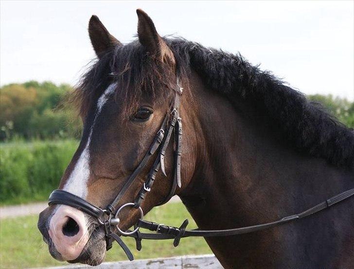 New Forest Margo  - kan ikke beskrive hvor meget jeg savner dig min søde..<3 billede 2