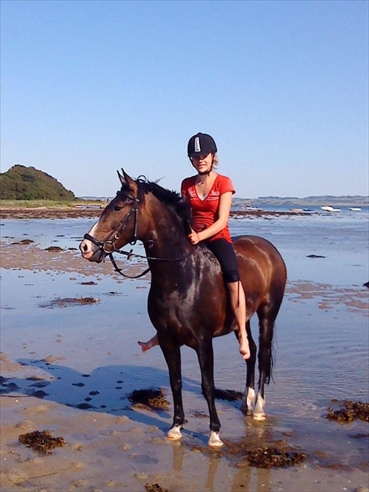 New Forest Margo  - Stranden 09  Fotograf: Mor billede 3