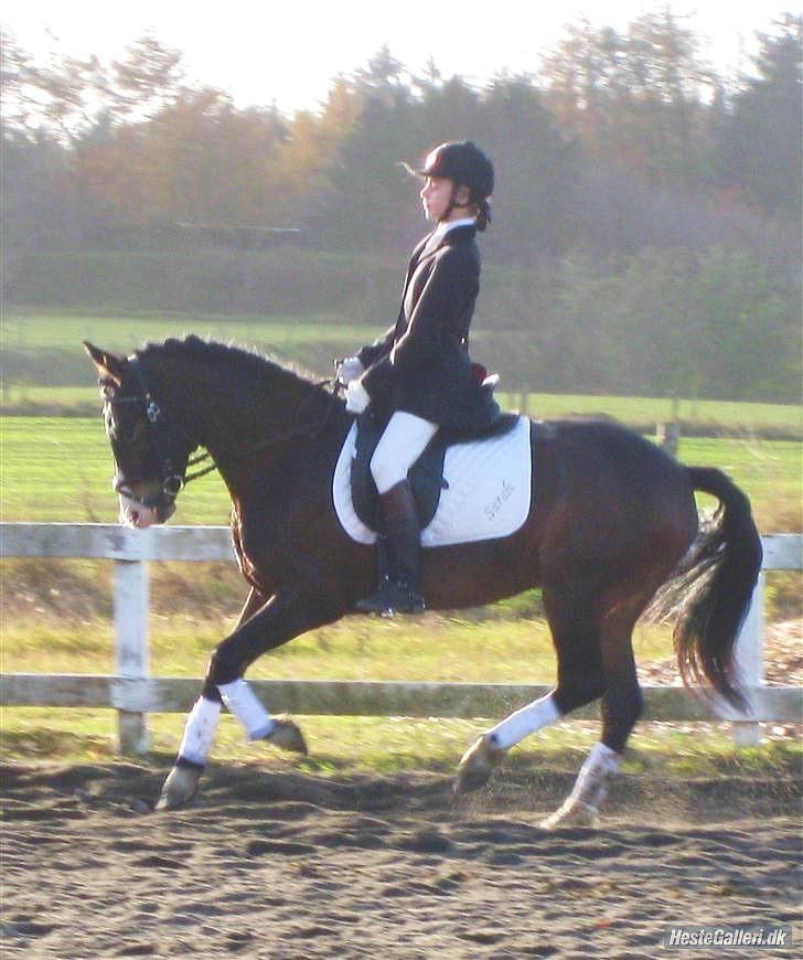 New Forest Margo  - Vores allerførste stævne 07. billede 4