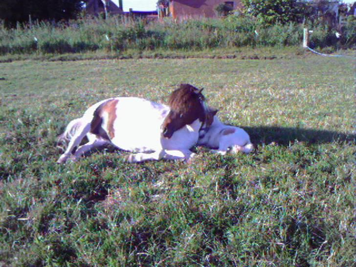 Shetlænder polly - hvorfor skal du lige lægge bag ved mig, så jeg ikke kan lige ned...  det er svært at have barn...!! billede 10