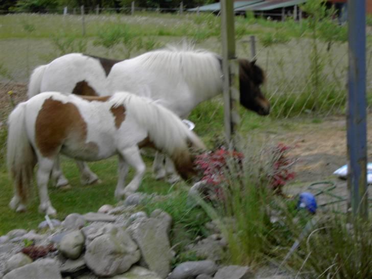 Shetlænder polly - dejligt at være inde i haven sammen med kira... billede 11