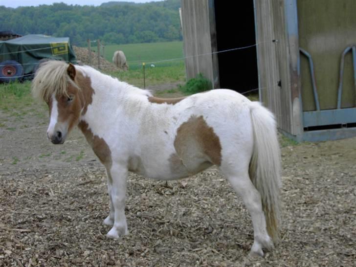 Shetlænder Kiar solgt): billede 14