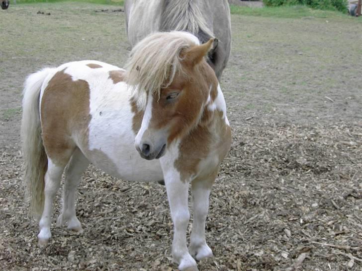 Shetlænder Kiar solgt): billede 15