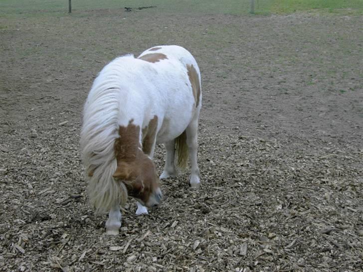 Shetlænder Kiar solgt): billede 16