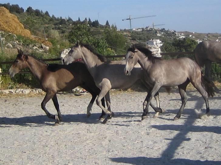 Pura Raza Española Cenicienta - 3 søskender fra spanien billede 7