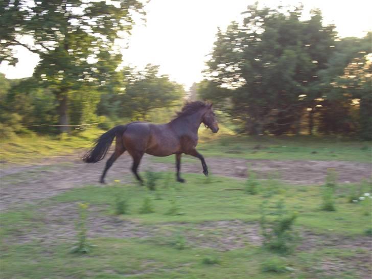 Anden særlig race Junker:) billede 10