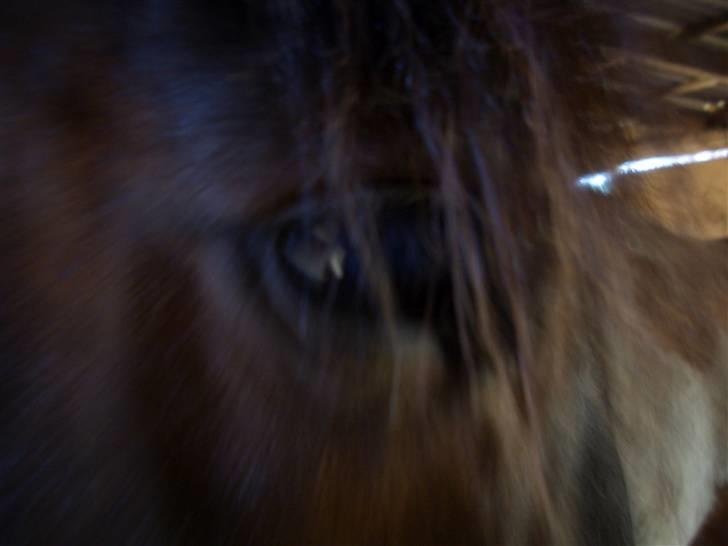 Anden særlig race Junker:) billede 11