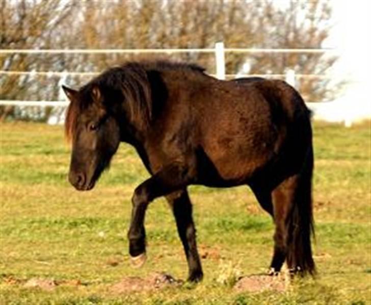 Islænder Perla fra fristrup. billede 2