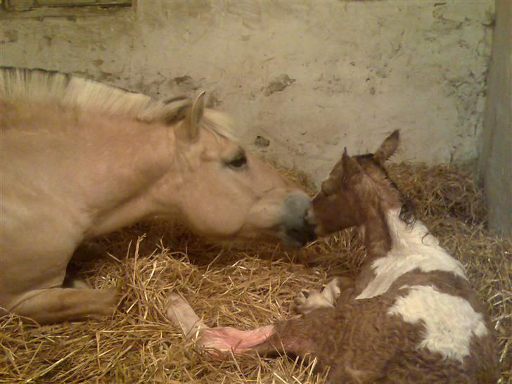 Anden særlig race  Bavnshøj´s Marki  (Død) - Velkommen til verden min dreng billede 1