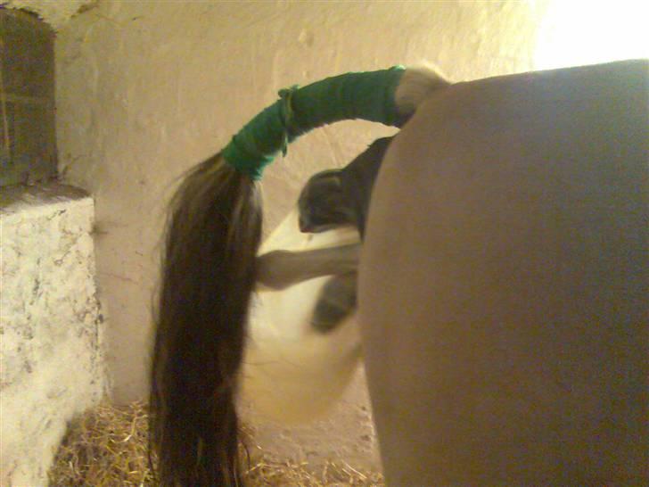 Anden særlig race  Bavnshøj´s Marki  (Død) - Lys forude..... billede 3