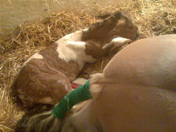 Anden særlig race  Bavnshøj´s Marki  (Død) billede 4